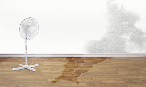Best Mold removal after water damage  in Louisville, CO